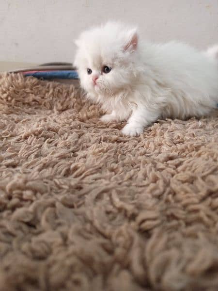 Persian kittens/long coat kittens /kitties/cat baby 7