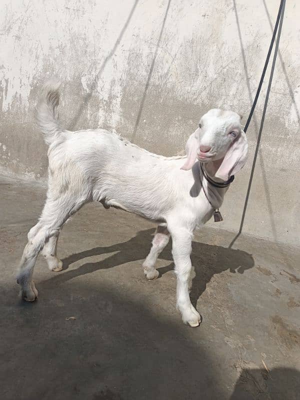 Teddi Gulabi Bakri with male kid 1