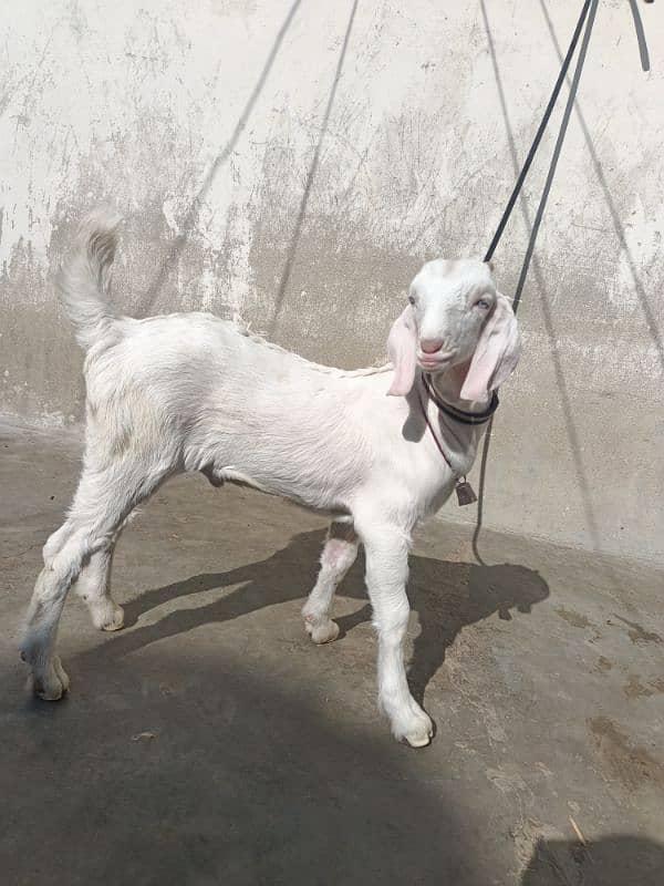 Teddi Gulabi Bakri with male kid 4