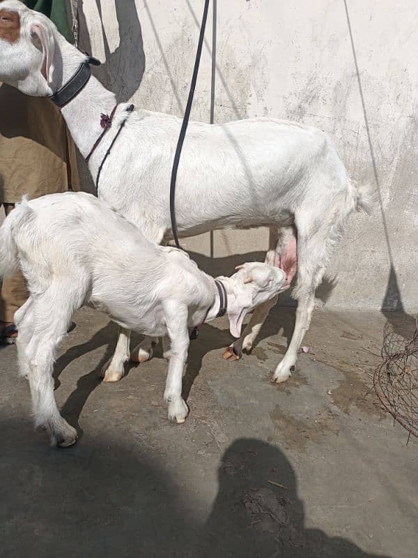 Teddi Gulabi Bakri with male kid 5