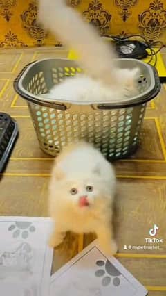 Persian cat for sale male or female my WhatsApp 0329=35=54=428