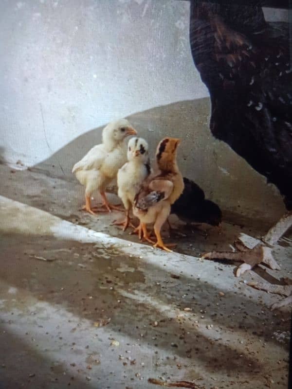 Aseel pair with chicks 1