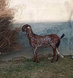 Makkhi Chini Bakri for sale