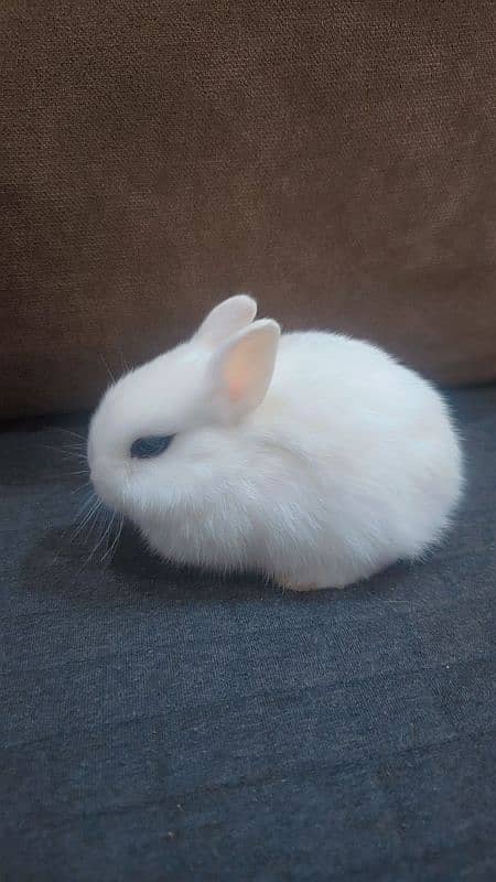 Rabbit/ rabbit for sale / hotot rabbit / Bunnies / Hotot Dwarf 0