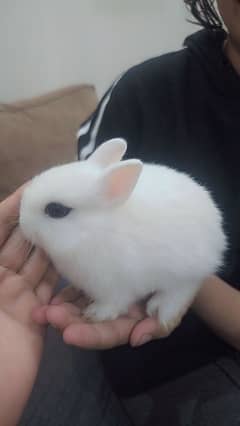 Rabbit/ rabbit for sale / hotot rabbit / Bunnies / Hotot Dwarf