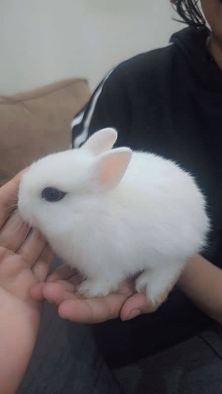 Rabbit/ rabbit for sale / hotot rabbit / Bunnies / Hotot Dwarf 1