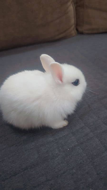 Rabbit/ rabbit for sale / hotot rabbit / Bunnies / Hotot Dwarf 3