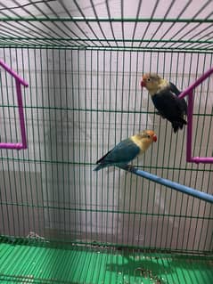 love birds pair active pair