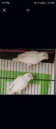 albino  breeder pair for sale