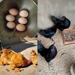 AYAM CEMANI & GOLDEN HEAVY BUFF FERTILE EGGS