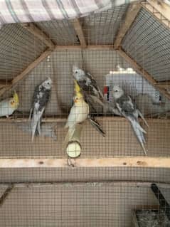 cockatiel for sale