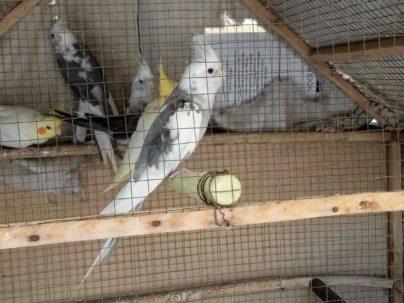 cockatiel for sale 0