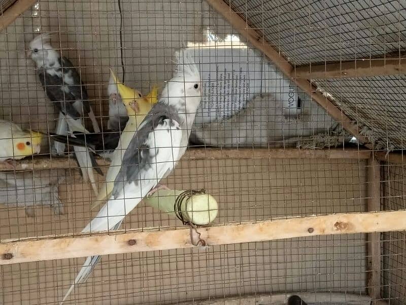 cockatiel for sale 1