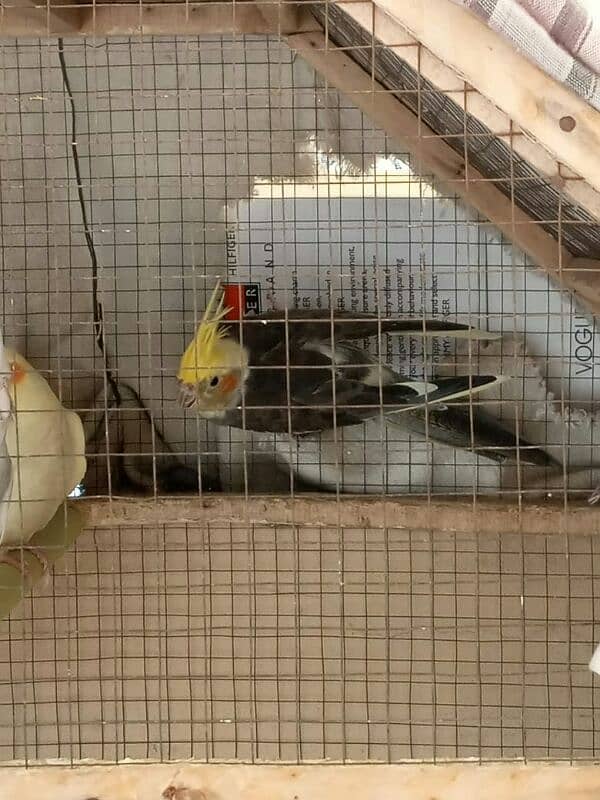 cockatiel for sale 2