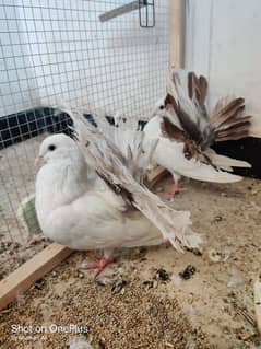 English fantail pigeon pair for sell