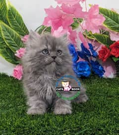 Persian Kittens | Triple Coated |Smoky Grey odd eyes| Punch face |cat