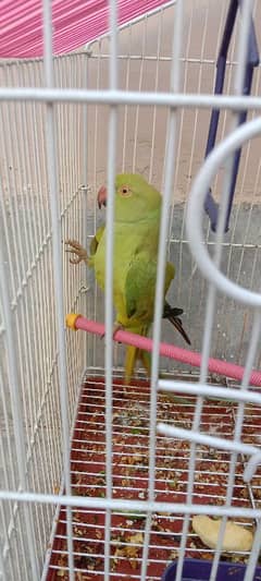 parrot for sale