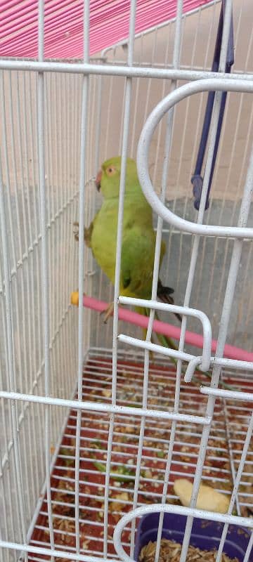 parrot for sale 1