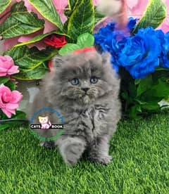 Persian Kitten smoky grey triple coated Punch face