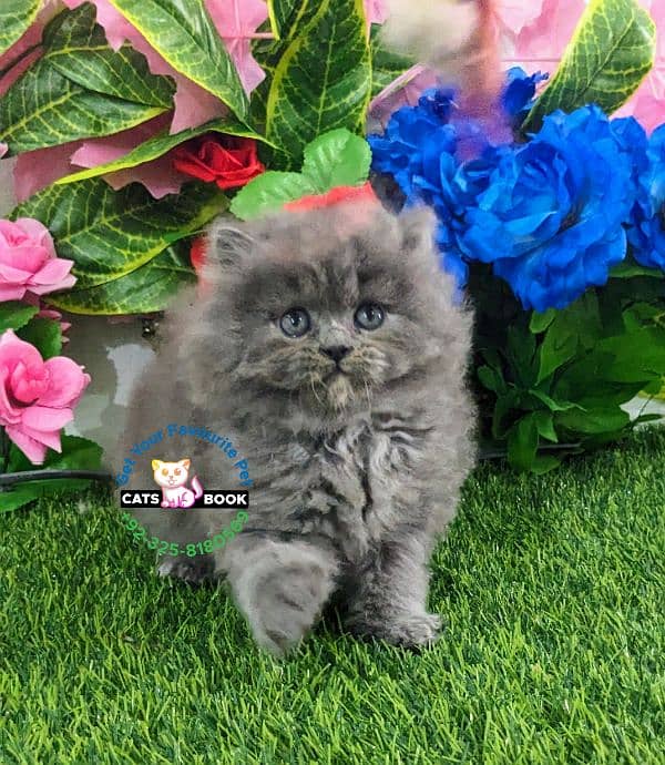 Persian Kitten smoky grey triple coated Punch face 0