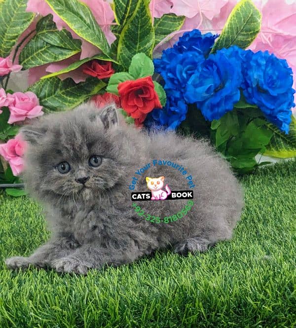 Persian Kitten smoky grey triple coated Punch face 1