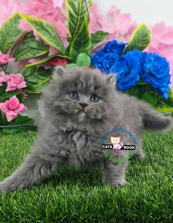 Persian Kitten smoky grey triple coated Punch face 2