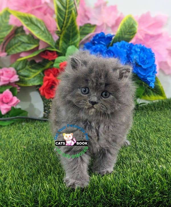 Persian Kitten smoky grey triple coated Punch face 3