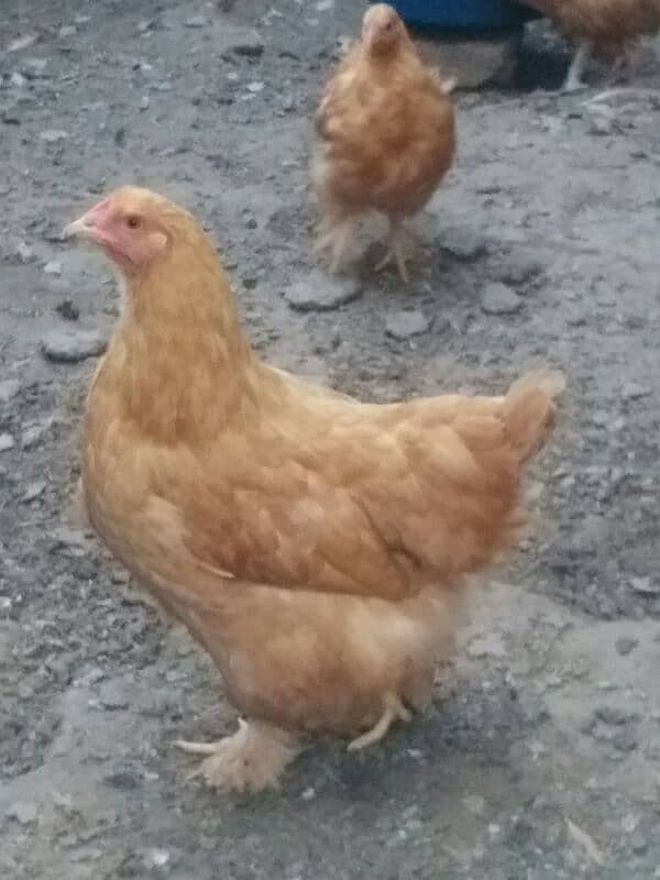 Heavy golden puff pair and a litesusex male 2