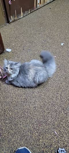 Rare Grey colour Persian cat