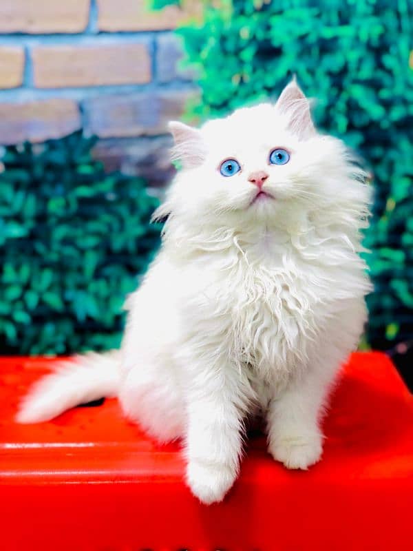 Persian kitten cats 2