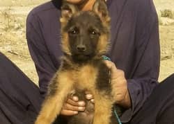 German Shepherd male  | long coated German Shepherd puppies | GSD Dogs