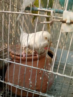 Australian parrot for sale Urgent 5 piece 3 red eyes