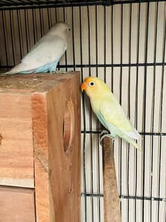 lovebird