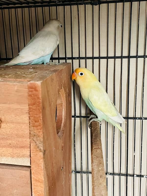 lovebird chick for sale 0