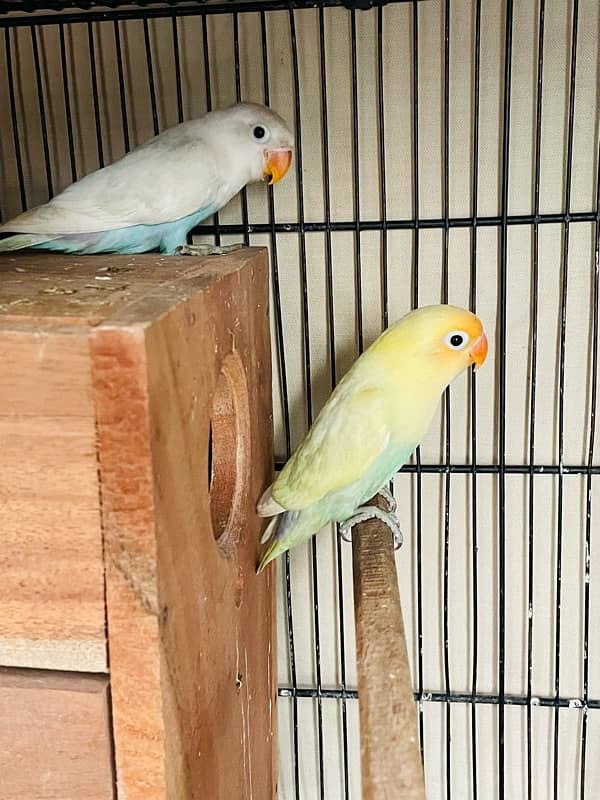 lovebird chick for sale 1