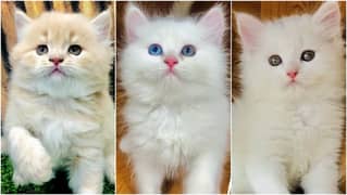 Persian kitten cats