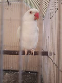 white ringneck female available age 3 years breeader