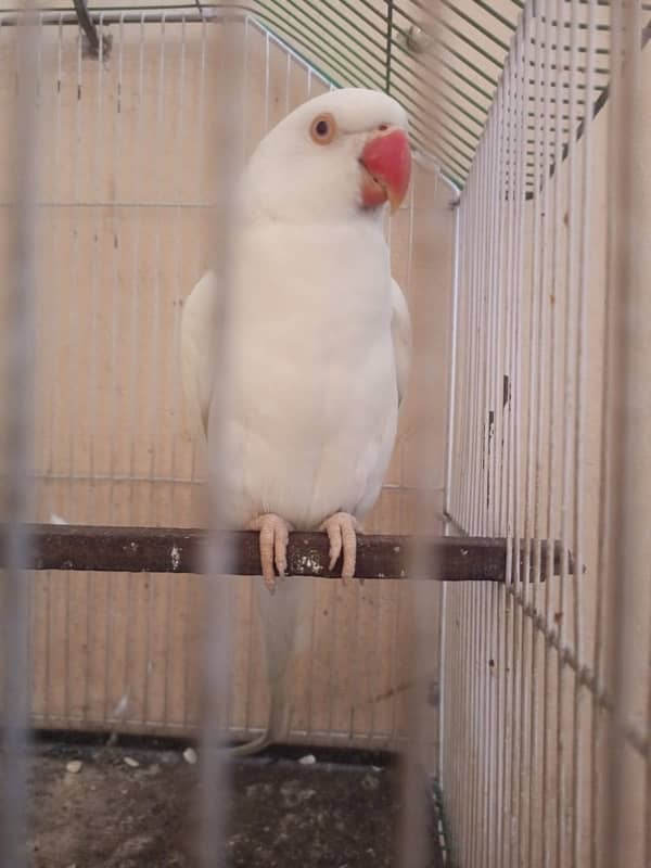 white ringneck female available age 3 years breeader 0