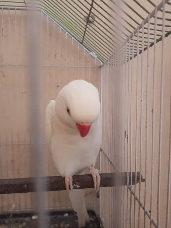 white ringneck female available age 3 years breeader 1