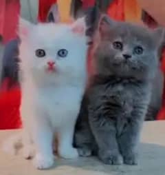 cats beautiful very beautiful cats