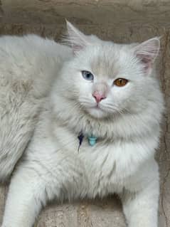 Persian Cat