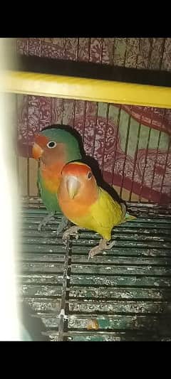 love bird bonded pair