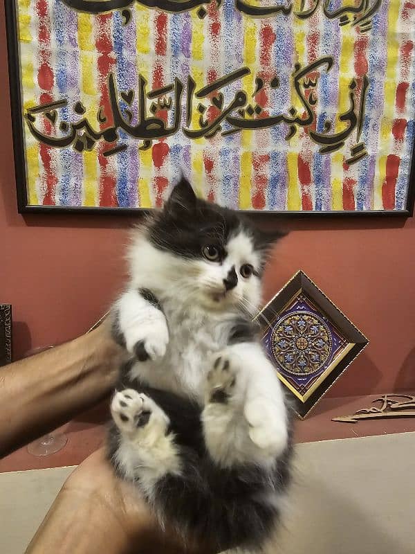 Double Coat Male Persian Kitten for Sale 1