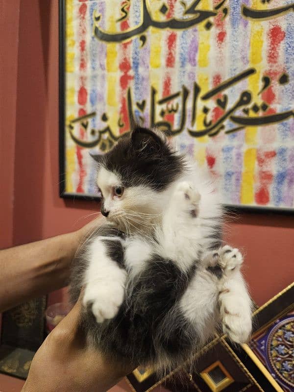 Double Coat Male Persian Kitten for Sale 2