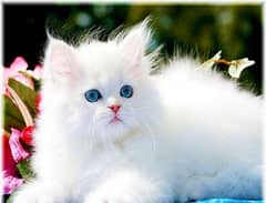 Persian kitten for urgent salemy WhatsApp number 03473694899