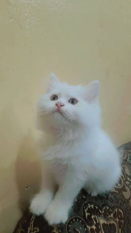 PERSIAN MALE KITTEN TRIPPLE COATED AVAILABLE 0