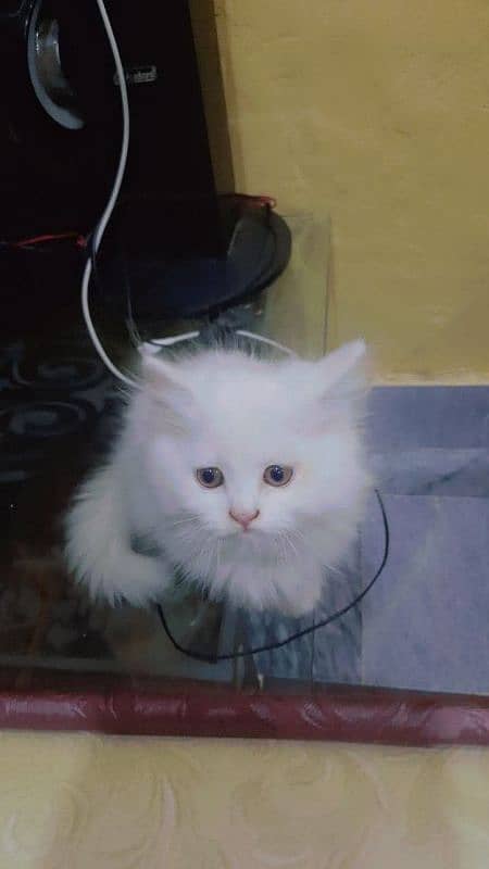 PERSIAN MALE KITTEN TRIPPLE COATED AVAILABLE 1