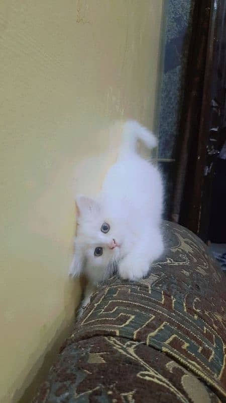 PERSIAN MALE KITTEN TRIPPLE COATED AVAILABLE 2