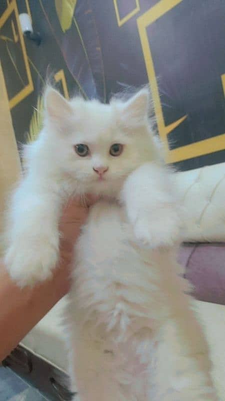 PERSIAN MALE KITTEN TRIPPLE COATED AVAILABLE 3