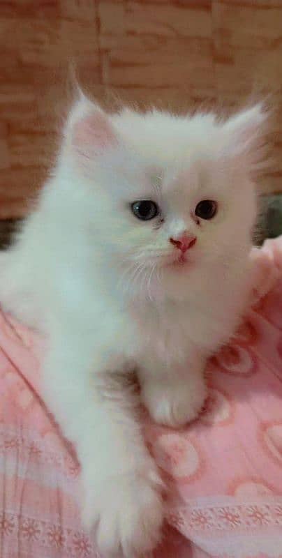 PERSIAN MALE KITTEN TRIPPLE COATED AVAILABLE 4